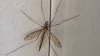 Regresaron los intimidantes ”mosquitos gigantes”