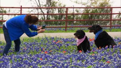 ¿Dónde encontrar Bluebonnets y cómo tomarte fotos?
