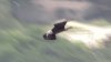 Captado en video: espectacular vuelo de un águila calva en Texas