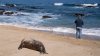 Gripe aviar ataca animales marinos: mueren 1,535 lobos y 730 pingüinos en Chile