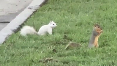 Aparece ardilla albina en Grand Prairie