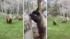 En video: osos curiosos sorprenden a residentes de una casa y uno de ellos hasta abre la puerta