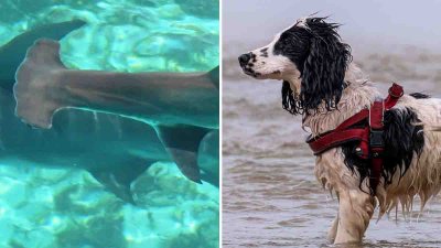 Lo más tierno en videos de tiburones que verás hoy: atrevido perrito persigue a su amigo “el martillo”