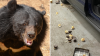 Inesperado atraco: oso hambriento roba 60 cupcakes de una panadería