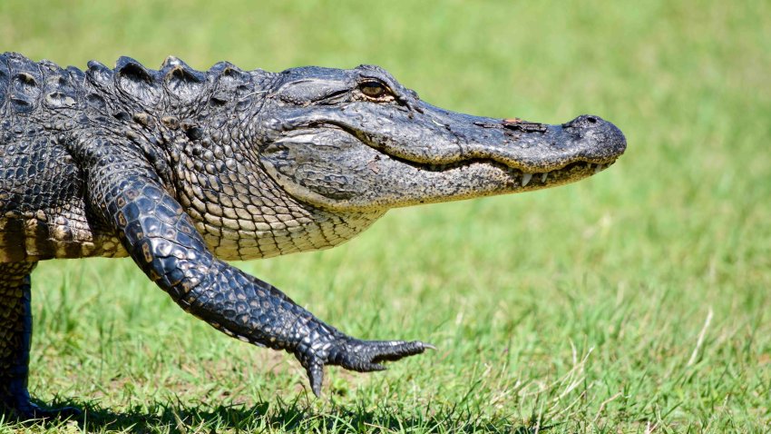 Muere tras el ataque de un caimán. El animal se mantuvo cerca del cuerpo de la víctima