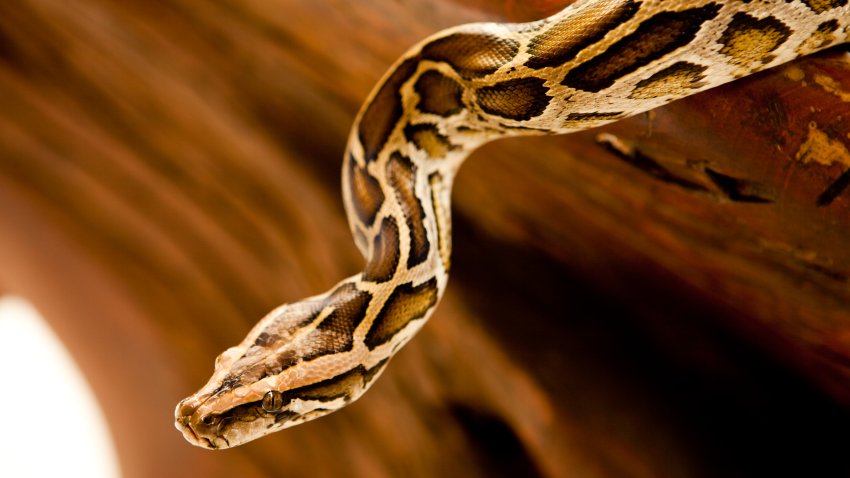 A close-up view of a Burmese python on a tree branch.