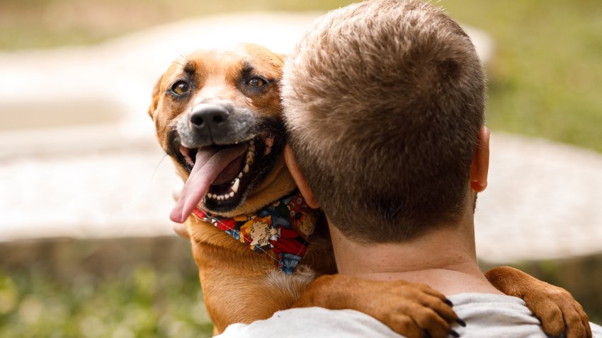Pets playing at dog hotel