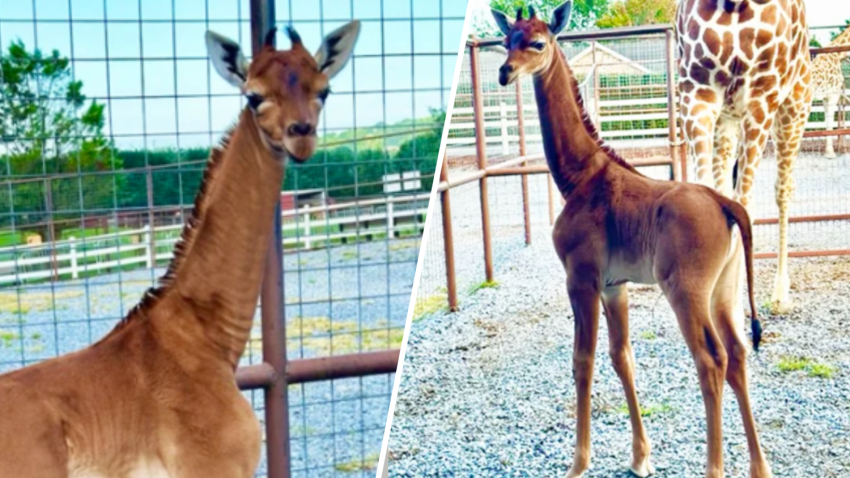 The spotless giraffe at Brights Zoo, located in Washington County, Tennessee.