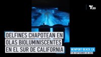 De película: captan a delfines nadando en un espectacular mar bioluminiscente