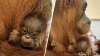 ¿Quién es el papá? Orangutana de un zoológico pare a un bebé de paternidad desconocida