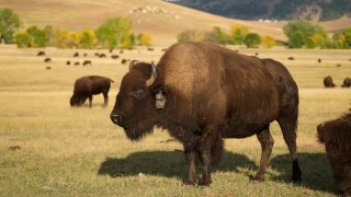 Bisontes pastan en el parque estatal Custer, el jueves 21 de septiembre de 2023, cerca de Custer, Dakota del Sur.