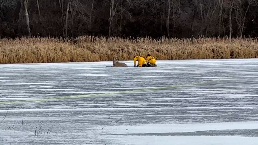 Two firefighters in yellow suits next to deer on frozen like