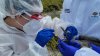 Detectan muestras de gripe aviar en aguas residuales de Houston