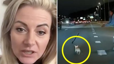 Habla la mujer que salvó al chihuahua suelto en autopista de Nueva York