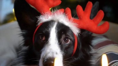 ¿Es correcto regalar una mascota en Navidad?