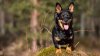 Bajito, robusto y sonriente: esta raza de perro ahora puede competir en EEUU