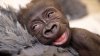 Zoológico de Fort Worth realiza la primera cesárea a una gorila