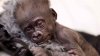 Bebé gorila que nació prematuramente por cesárea en Fort Worth, llega al zoológico de Cleveland
