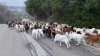 Decenas de cabras y chivos invaden un vecindario en Arlington