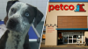 Dallas Animal Services ofrece $50 a Petco para los primeros 75 adoptantes hasta el domingo