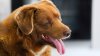 Por falta de evidencia: le retiran a Bobi el récord Guinness al perro “más viejo de la historia”