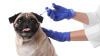 En Waxahachie: vacunas gratuitas para sus perros