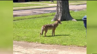 Residentes de Garland preocupados por el merodeo de coyotes