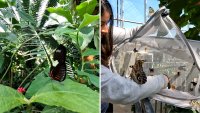Cientos de mariposas llegan al Jardín Botánico de Fort Worth