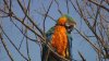 Guacamaya “atrapada” en un árbol en Lewisville regresa con su propietario