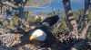 Video: nacimiento de crías de águila calva se espera en vivo desde las montañas de California
