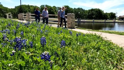 Conoce la ciudad oficial de los Bluebonnets en Texas