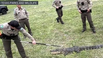 En Texas: entrenan para capturar caimanes