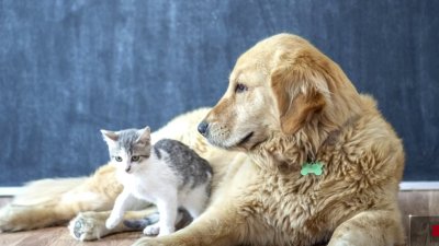 Cobertura médica para tus mascotas