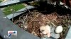 Captado en cámara: halcón de cola roja desde su nido en Irving