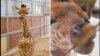 Bebé jirafa es la sensación en el zoológico de Dallas
