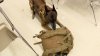 Perros entrenados han encontrado armas de fuego y drogas en escuelas del Metroplex