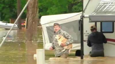 Rescatan perro atrapado por inundaciones
