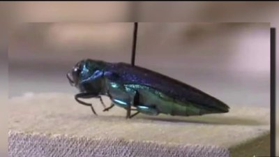 Escarabajo barrenador esmeralda podría arrasar con árboles de fresno