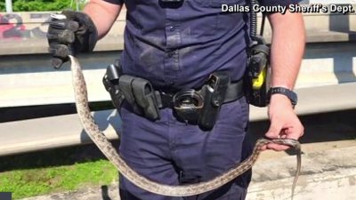 En Texas: se le apareció una serpiente en el vehículo