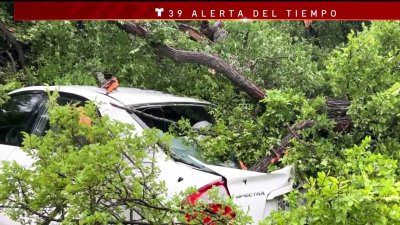 Árboles en Garland caen y destruyen vehículos y techos de viviendas