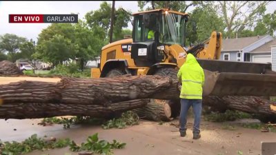 Vecinos se unen en Garland para remover árboles