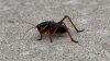 Calor podría provocar mayor presencia de insectos en los hogares texanos