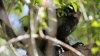 Calor extremo no da tregua en México: aumenta la cifra de monos aulladores muertos