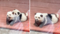 Escándalo en China: tiñen a dos perritos para que parezcan osos pandas en un zoológico
