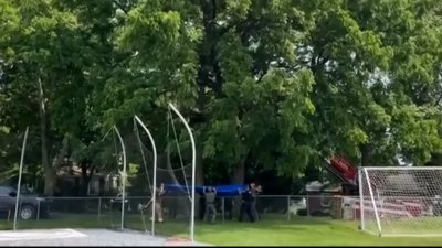 En video: Oso negro cae de un árbol a una lona tras ser tranquilizado