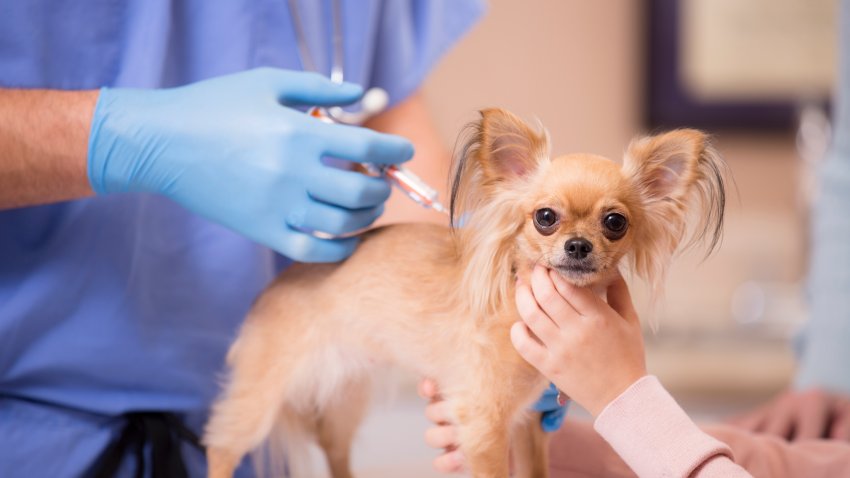 Cute Chihuahua dog gets love and affection as she is getting her annual vet check up by a kind doctor. She is getting her important annual vaccications. The vet or vet technician wears blue scrubs and gloves as he administers the medicine. Doctor’s office or animal hospital.