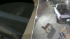 En video: valiente chihuahua ahuyenta a enorme puma visto en vivienda