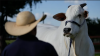 La vaca más cara del mundo tiene un valor de $4 millones