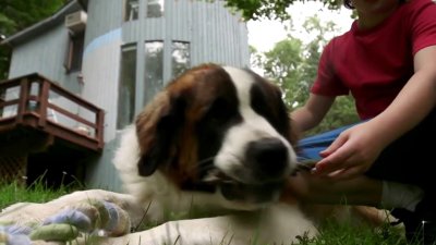Recomendaciones para evitar pulgas en tus mascotas