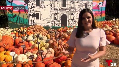 Las calabazas y el medio ambiente